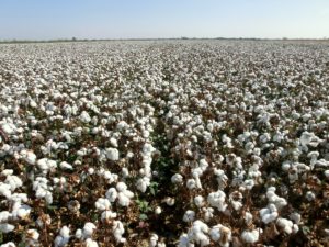 Organic cotton fields